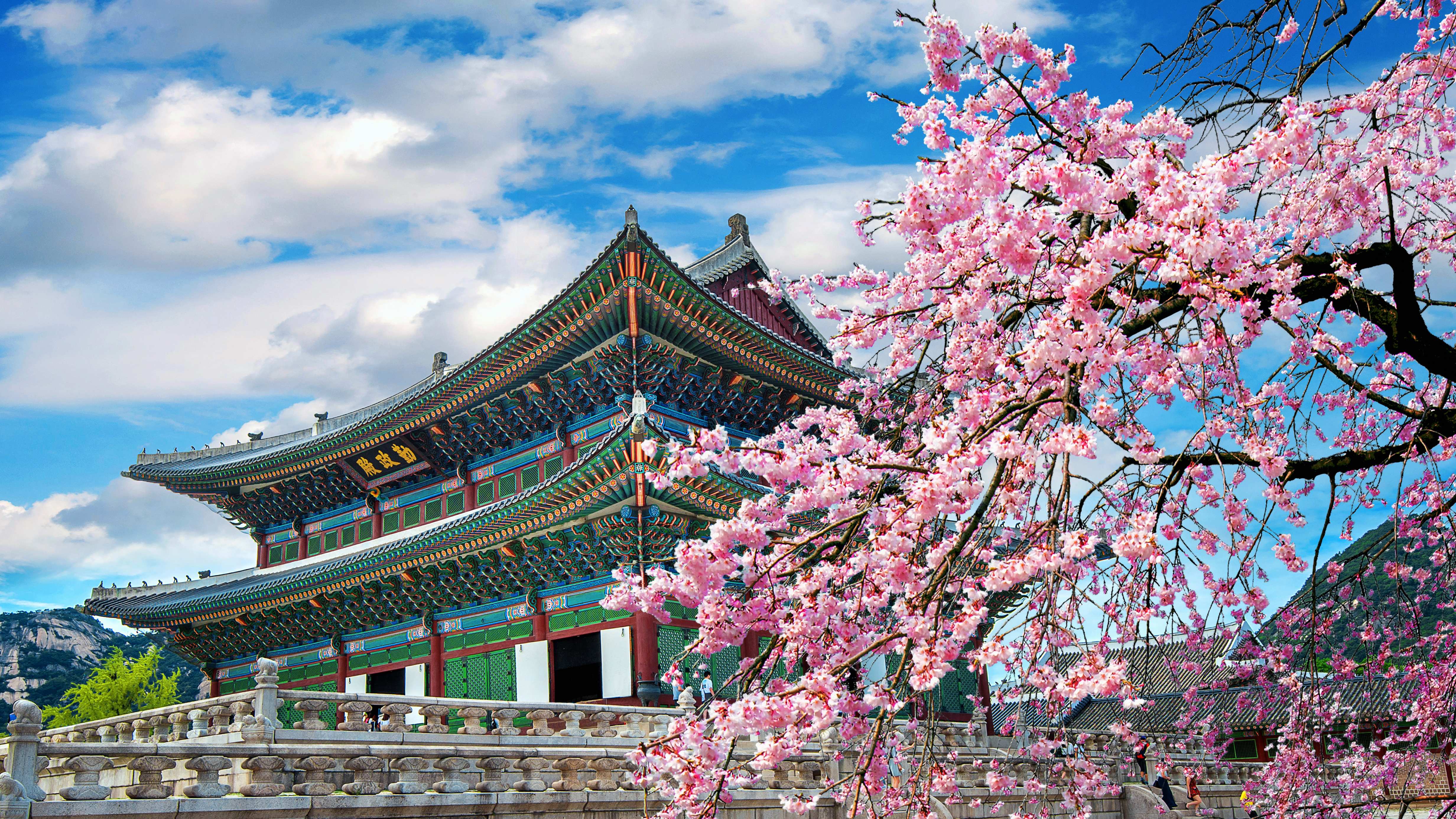 Korean traditional palace with cherry blossoms in full bloom